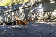 沖縄シリーズ６・希望ヶ丘公園の猫さん達４