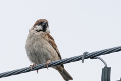 今朝のスズメさん（2020/08/04)