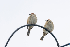 今朝のスズメさん（2020/02/28)