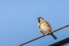 今朝のスズメさん（2020/06/21)