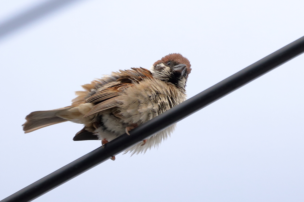 今朝のスズメさん（2020/06/22)