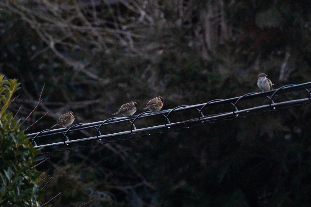 黄昏のスズメさん