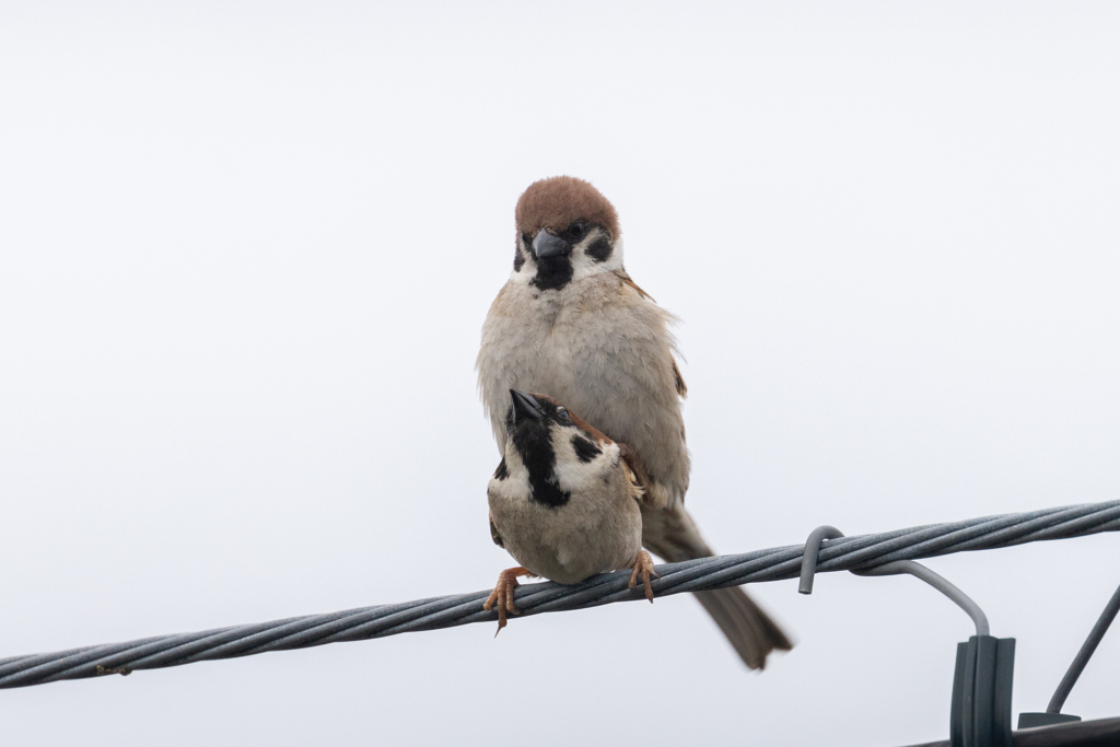 今朝のスズメさん（2021/5/7）