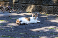 沖縄シリーズ７・希望ヶ丘公園の猫さん達１０
