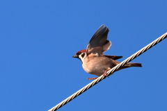 この大空に翼をひろげ♪ 飛んで行きたいよ～♪