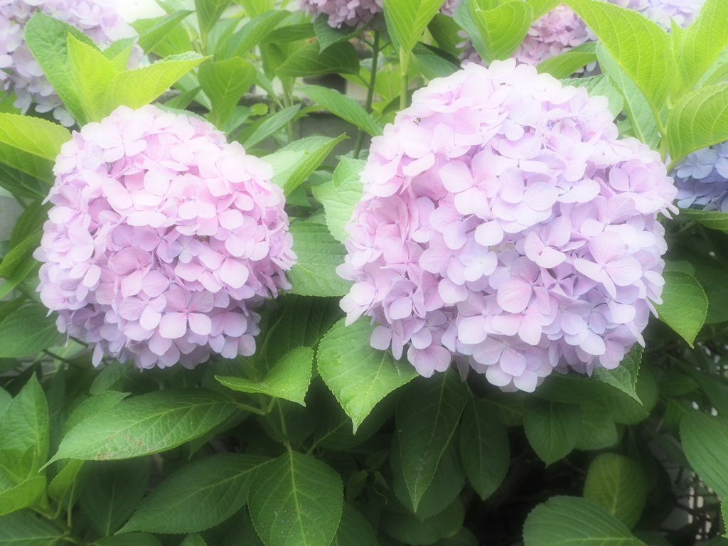 ファンタジー紫陽花