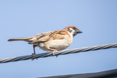 今朝のスズメさん（2020/06/29)