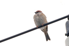 今朝のスズメさん（2020/03/02)