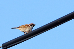 今朝のスズメさん（2020/03/09)