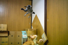 空飛ぶ猫