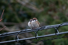 今朝のスズメさん（2021/1/20）
