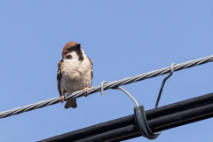 今朝のスズメさん（2020/05/08)