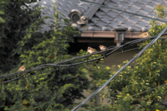 スズメ電線