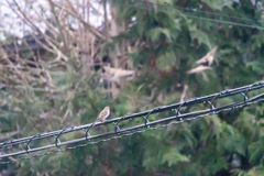 今朝のスズメさん（2021/3/13）