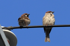 今朝のスズメさん（2020/04/19)