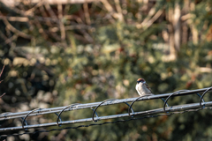 今朝のスズメさん（2021/1/31）