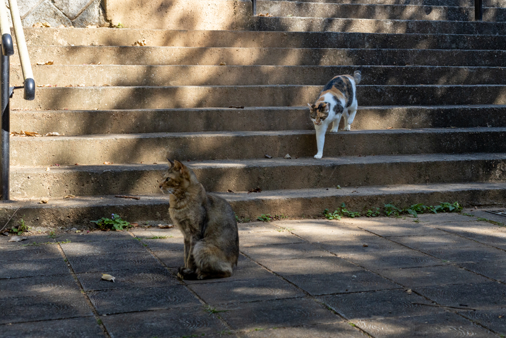 沖縄シリーズ７・希望ヶ丘公園の猫さん達７