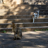 沖縄シリーズ７・希望ヶ丘公園の猫さん達７