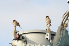 今朝のスズメさん（2020/02/19)