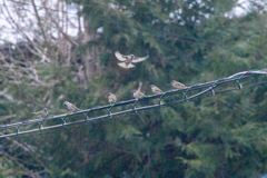 今朝のスズメさん（2021/3/16）