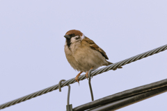 今朝のスズメさん（2020/03/13)