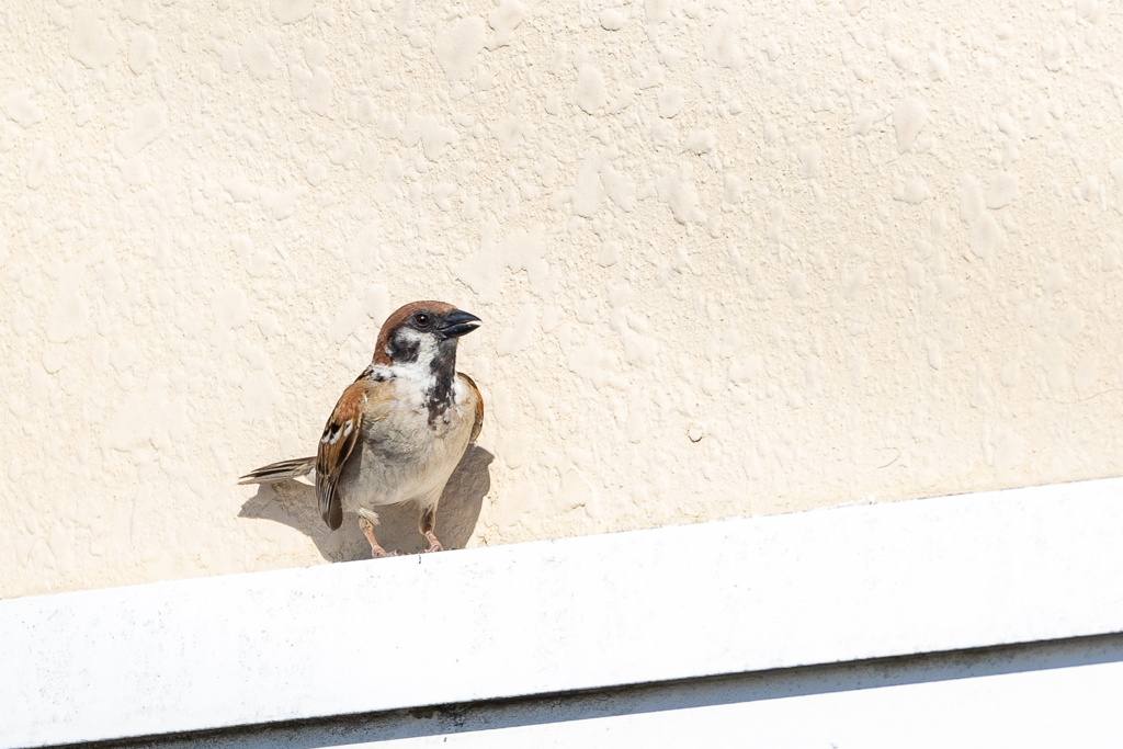今朝のスズメさん（2020/06/23)
