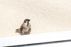 今朝のスズメさん（2020/06/23)