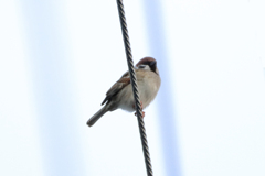 今朝のスズメさん（2020/02/23)