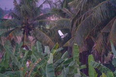 カンボジアの鳥さん１
