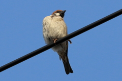 今朝のスズメさん（2020/04/15)