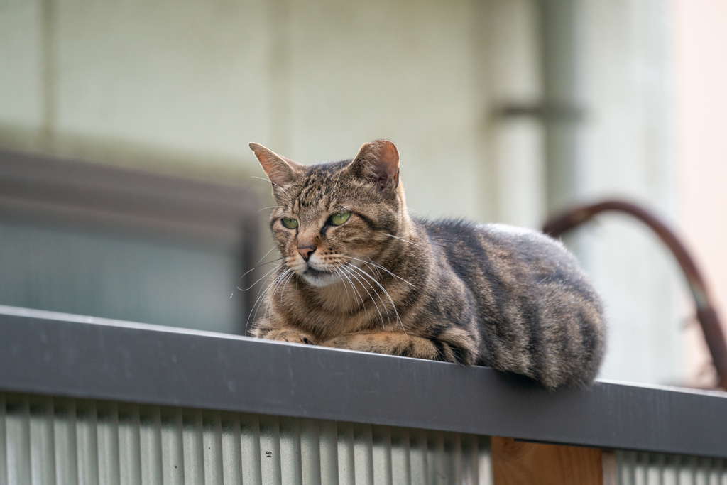 餌待ち