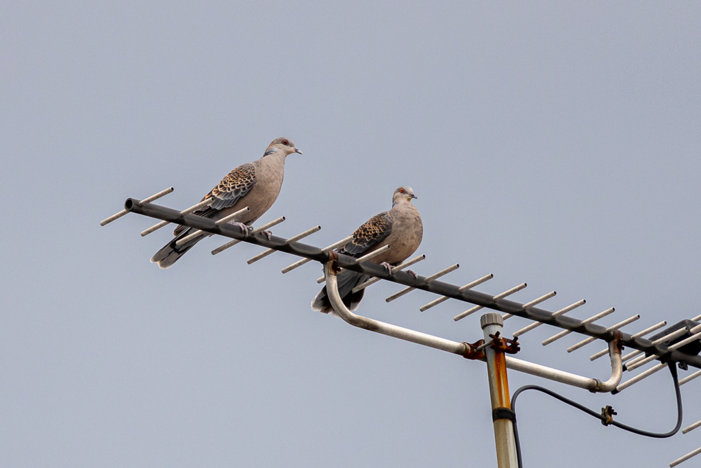 鳩カップル