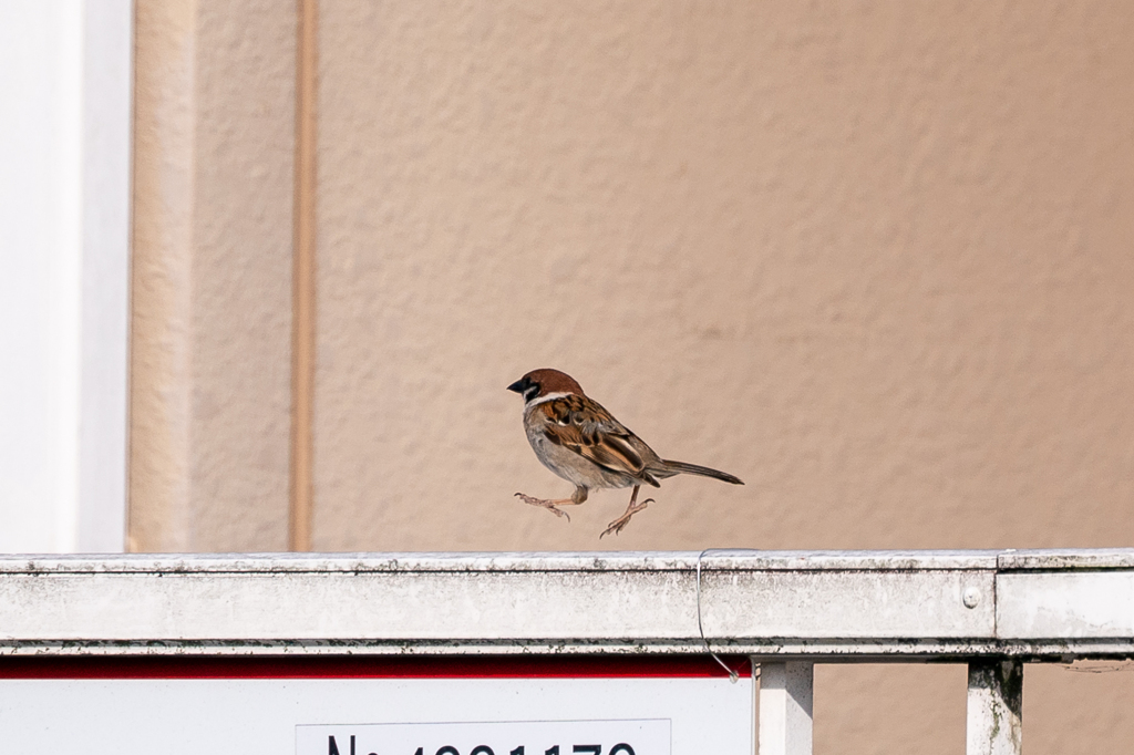 ルン♪ルン♪ルン♪