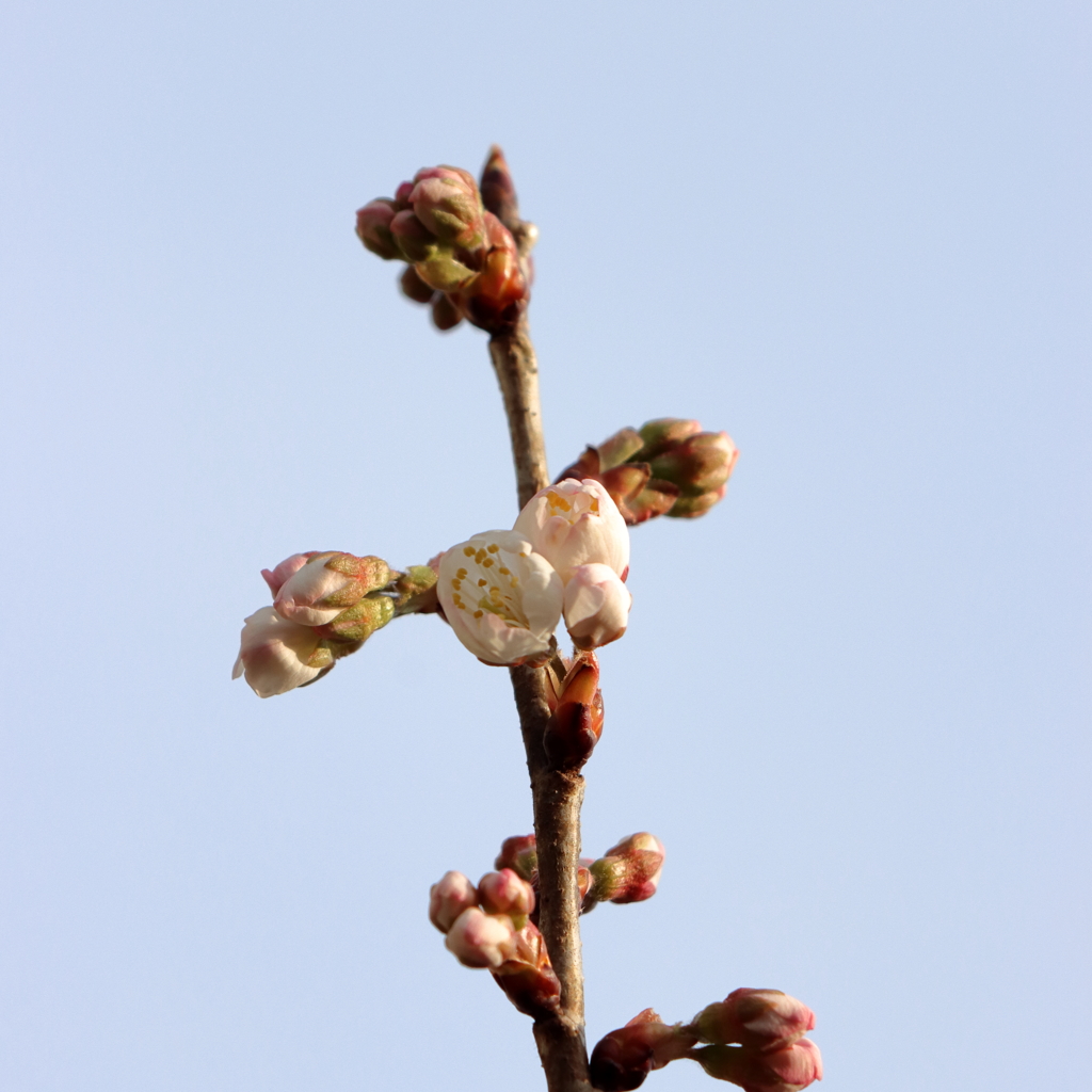 桜、初咲き