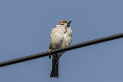 今朝のスズメさん（2020/03/18)