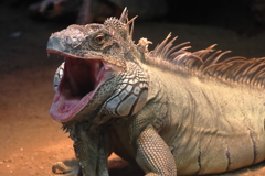 大きいイグアナの大あくび