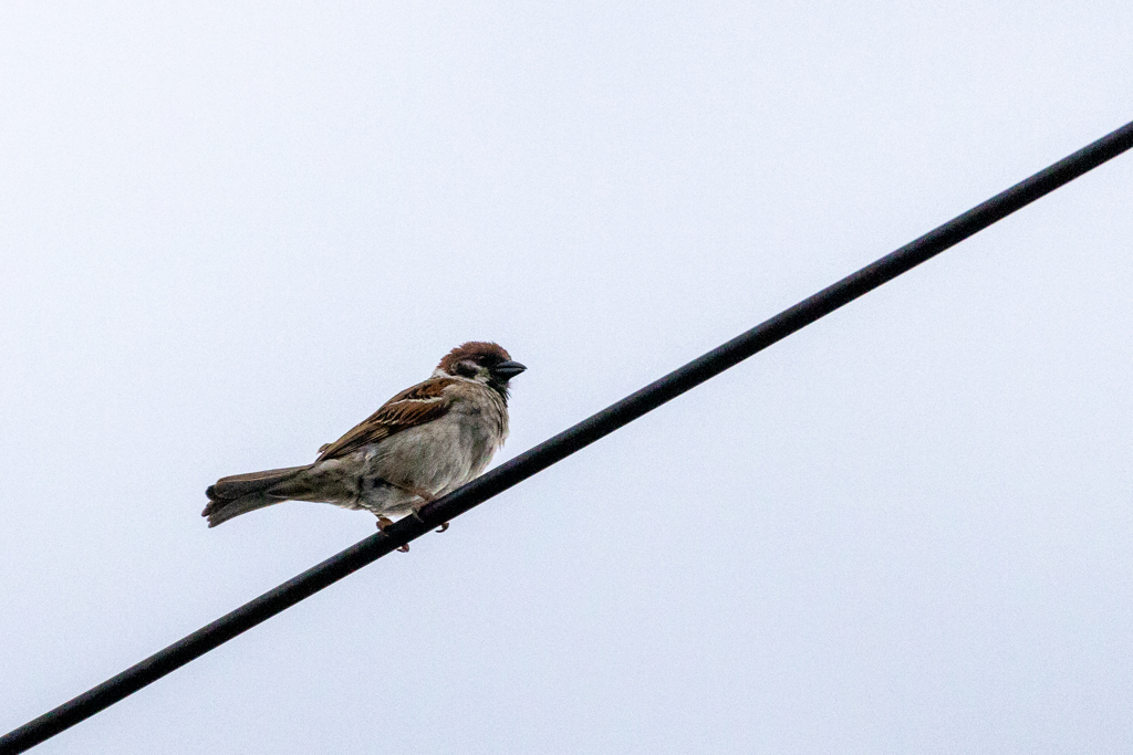 今朝のスズメさん（2020/05/19)