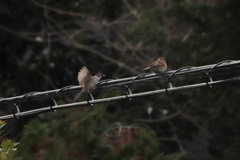 お待たせ～