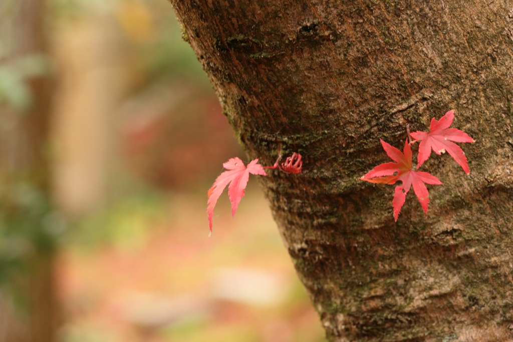 立派な紅葉