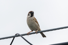 今朝のスズメさん（2020/05/10)