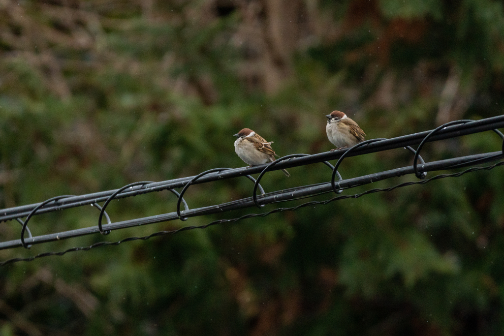 今朝のスズメさん（2021/1/24）