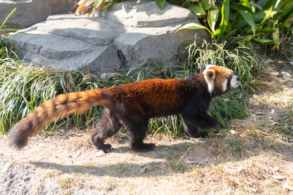 王子動物園（パンダ編）３