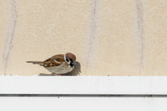 今朝のスズメさん（2020/04/05)