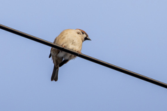 今朝のスズメさん（2021/1/26）