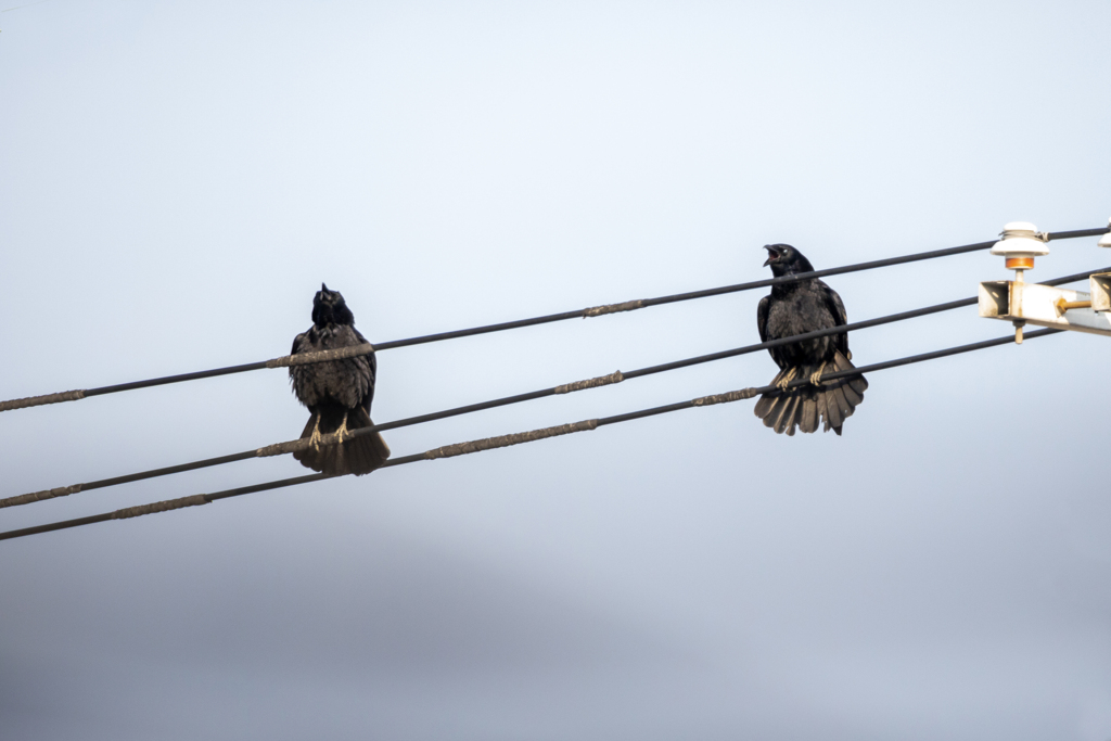 Caw×２
