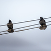 Caw×２