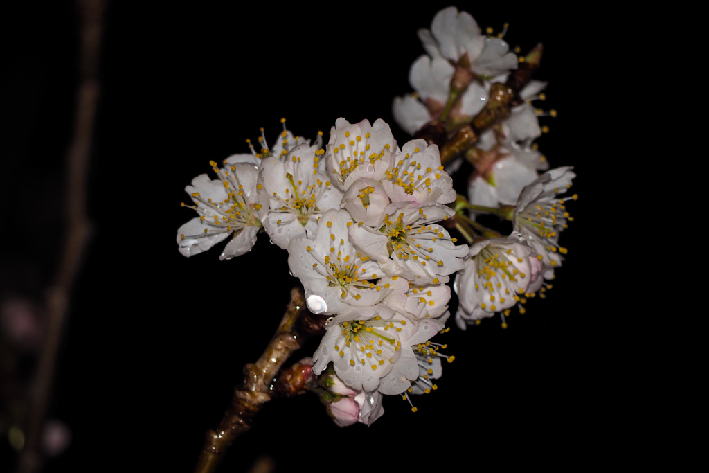 夜桜２