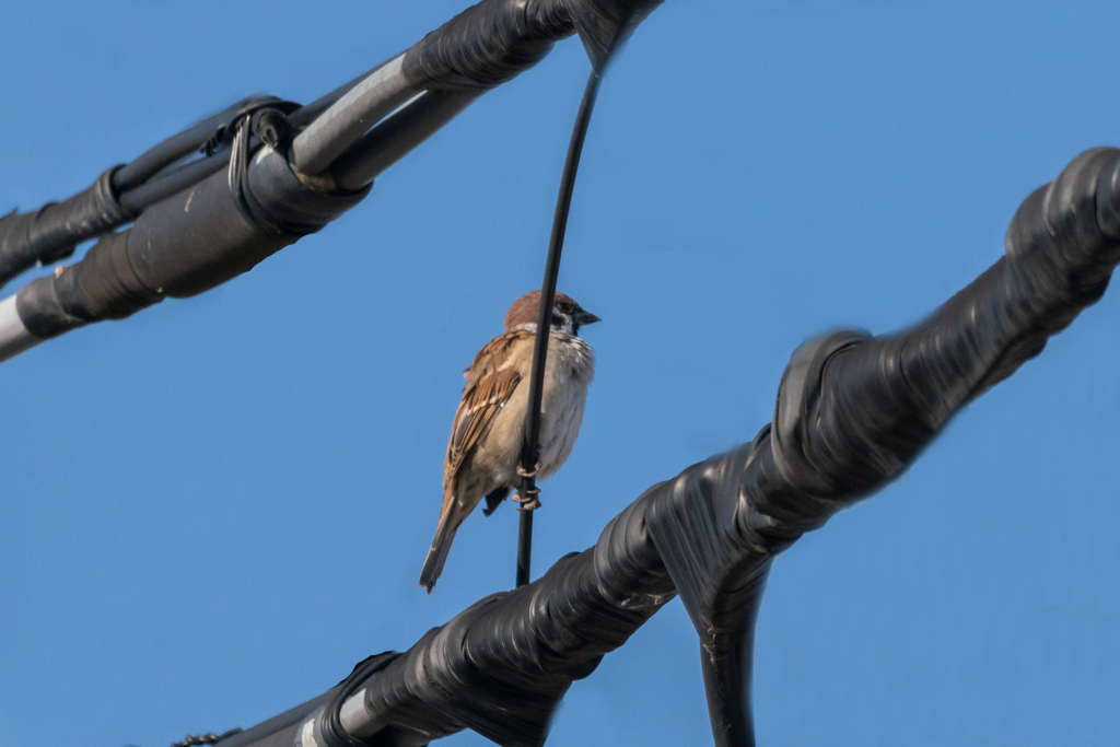今朝のスズメさん（2021/10/5）