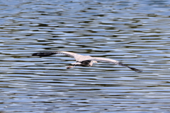 Fly away