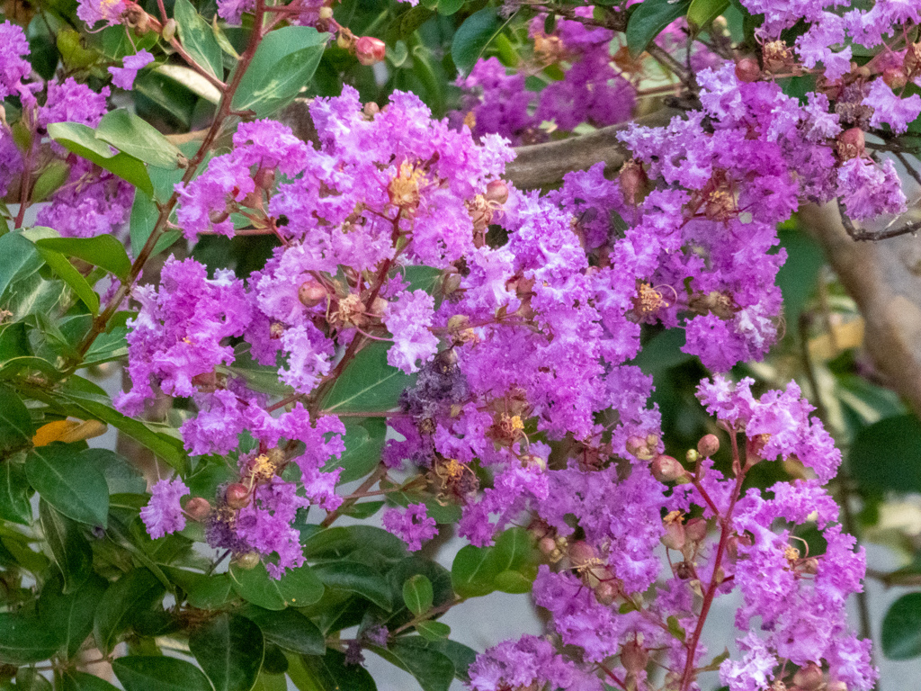 炎天の 地上花あり 百日紅